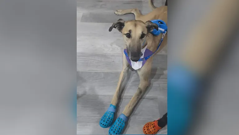 perro-burlete-castro-rendon-1