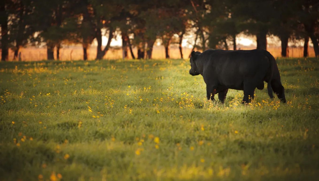 Captura de pantalla 2026-01-08 174940