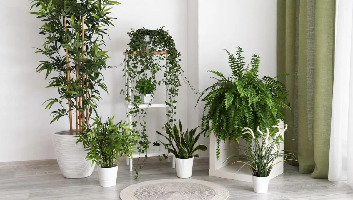 plantas-interior