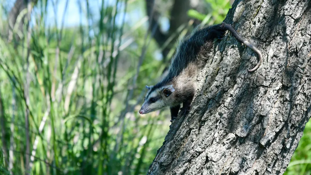 6d735e28-2efb-4c17-87e1-8ddea8766489