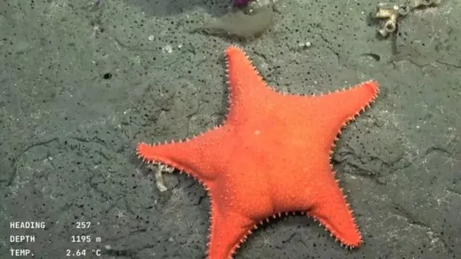 la-estrella-de-mar-fue-una-de-las-imagenes-que-vjwd72t3pzacznkqj6txqbxbhe