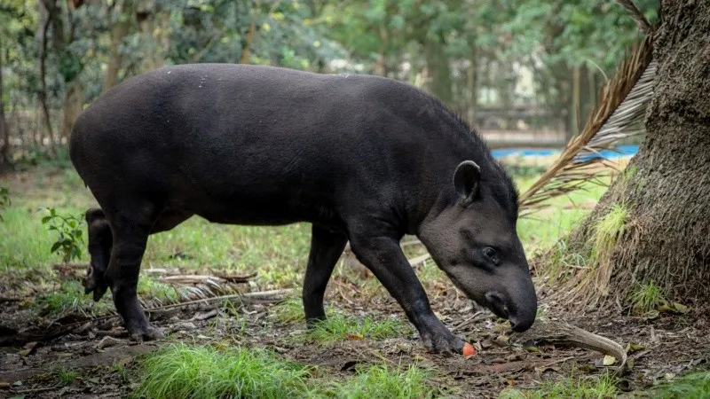 tapir-.jpg_1756841869