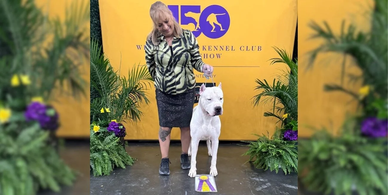 EBooy9odz_1300x655__1