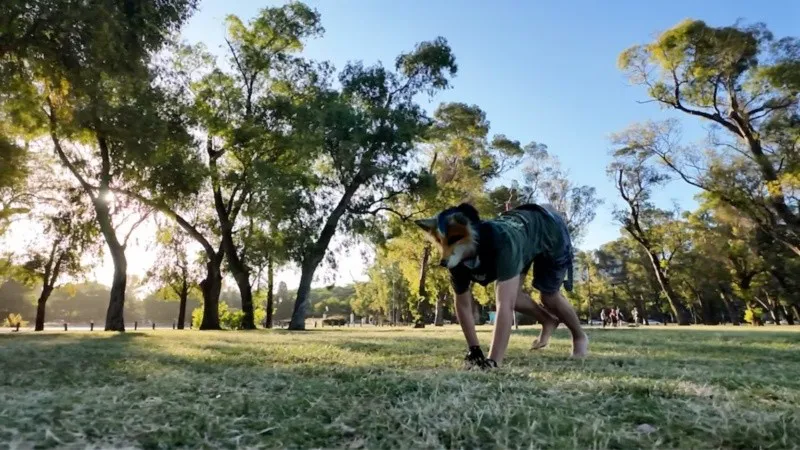 therians_argentina.jpg_2045344936